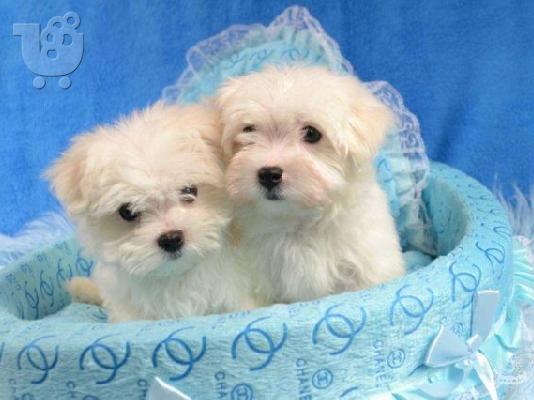 PoulaTo: Μαλτέζ μίνι (Maltese mini)